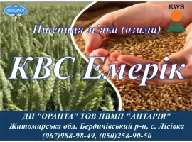 Зображення для оголошення Насіння озимої пшениці КВС Емерік (СН