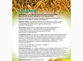 Зображення для оголошення Насіння озимої пшениці Богдана (еліта) від виробника