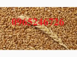 Зображення для оголошення Продам пшеницю 2.5 тони озима вирощена без стимуляторів та фунгіцидів по 10