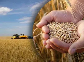 Зображення для оголошення Купуємо некондицію та відходи сільськогосподарських культур