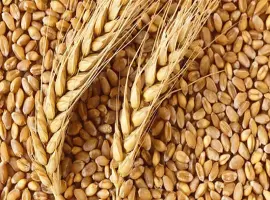 Зображення для оголошення Закуповуємо побічні продукти зернових