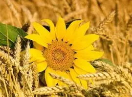 Зображення для оголошення Купуємо зерновідходи та некондицію. Самовивіз