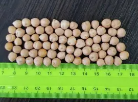 Зображення для оголошення Нут сортекс від виробника 6 8 9