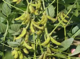 Зображення для оголошення Посівна соя