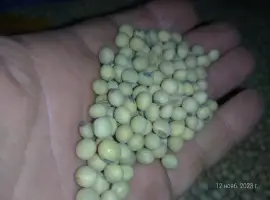 Зображення для оголошення Соя Канадський сорт "Венус" посівна