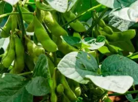 Зображення для оголошення Продам сою на посів гмо (під раундап) Аполло