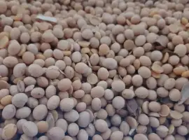 Зображення для оголошення Продам сою сорт"Абі" під раундап і пшеницю 4-клас