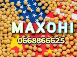 Зображення для оголошення Насіння сої Махоні
