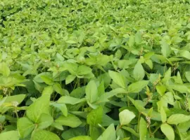 Зображення для оголошення Продам сою Канзас, насіння сої, соя під Раундап