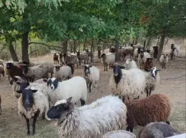 Зображення для оголошення Продам баранину,ягнятіну живою вагою або тушкой
