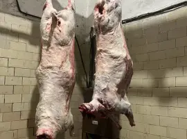 Зображення для оголошення Баранина тушки вівці