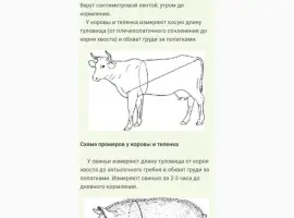 Зображення для оголошення Куплю говядину
