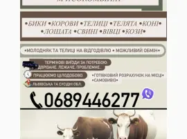Зображення для оголошення Куплю ВРХ