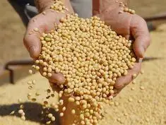 Зображення для оголошення Продам сою ГМО (показники базові)