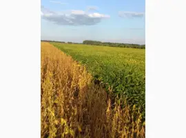 Зображення для оголошення Продам товарну та посівну сою