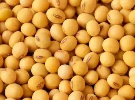 Зображення для оголошення ОАЦ Страйв - І репродукція