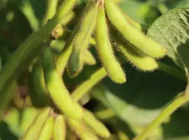 Зображення для оголошення РЖТ Суза - І репродукція