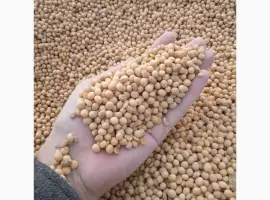 Зображення для оголошення Постійно Купляємо сою ГМО