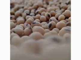 Зображення для оголошення Соя Насінева Kansas Друга Репродукція