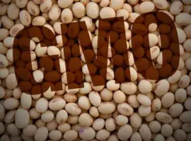 Зображення для оголошення Семена Канадской сои 1 репродукция