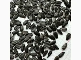 Зображення для оголошення Продам калібрований кондитерський соняшник «Гудвін»