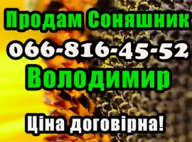 Зображення для оголошення Реалізуєм Соняшник дрібним та великим оптом! Ціна договірна