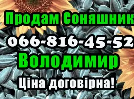 Зображення для оголошення Продам соняшник у будь якій кількості