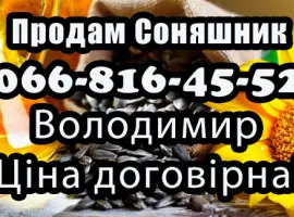 Зображення для оголошення Продам Соняшник