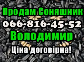 Зображення для оголошення Підприємство реалізує соняшник