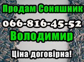 Зображення для оголошення Підприємство продає соняшник!!! Будь який обсяг