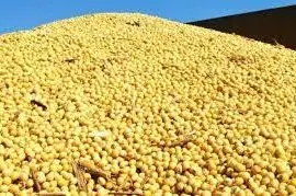 Зображення для оголошення Куплю сою ГМО по всій Україні