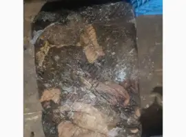 Зображення для оголошення Покупаю рубец говяжий