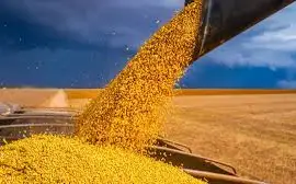 Зображення для оголошення Купляємо СОЮ ГМО по всій Україні