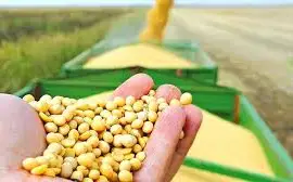 Зображення для оголошення Купимо СОЮ Самовивіз по Україні