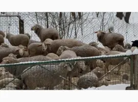 Зображення для оголошення Продаж овець | Романівська порода
