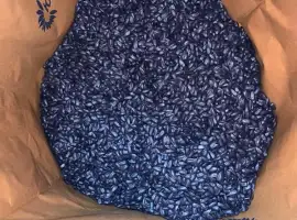 Зображення для оголошення Насіння соняшнику НС Оскар (гібрид стійкий до гранстару