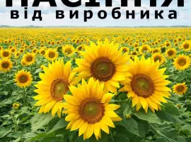 Зображення для оголошення Насіння соняшника від виробника