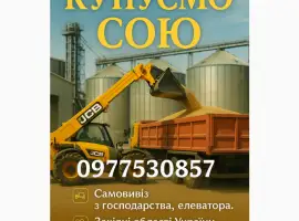 Зображення для оголошення Купимо Сою