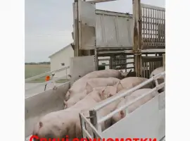 Зображення для оголошення За купляємо свині свиноматки брак