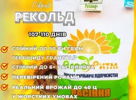 Зображення для оголошення Соняшник Рекольд