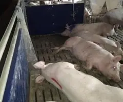 Зображення для оголошення Куплю свиней живим весом
