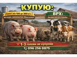 Куплю ВРХ і свині