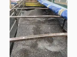 Зображення для оголошення Продам калиброванный подсолнух