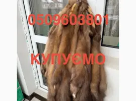 Зображення для оголошення Куплю шкури куниці хутро куниць бобра видри