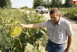 Зображення для оголошення Куплю семочку Соняшнику від 100т по всій Україні