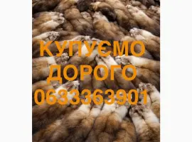 Зображення для оголошення Купуємо шкіри куниці хутро куниць по всій Україні