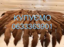 Зображення для оголошення Купуємо хутро куниці бобра кроля