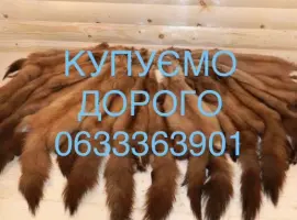Зображення для оголошення Купуємо шкури куниці мех куниц