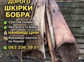 Зображення для оголошення Куплю шкіри бобра сухі