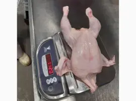 Зображення для оголошення Продам курицу замороженую на экспорт от компании экспортера с 20 тонн